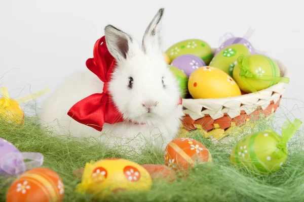 Coniglio bianco con fiocco rosso circondato da uova di Pasqua — Foto Stock