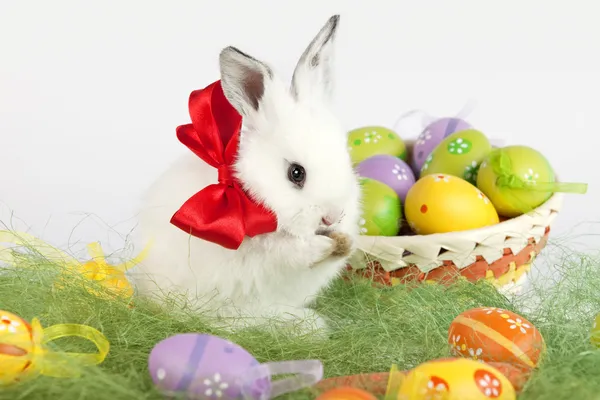 Paskalya tavşanı boyun, bir sepet tam o yanındaki kırmızı yay ile beyaz — Stok fotoğraf