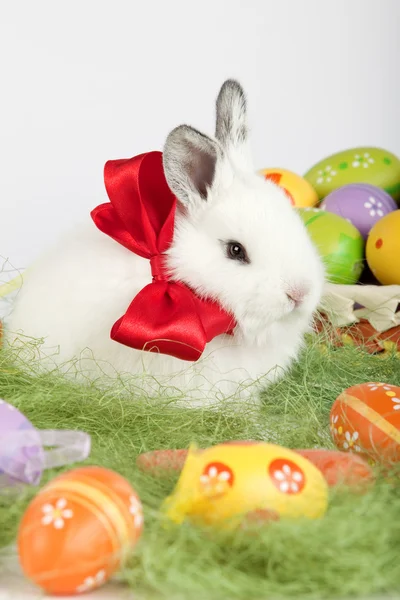 Carino coniglietto con un fiocco rosso sul collo seduto su erba mbH de — Foto Stock