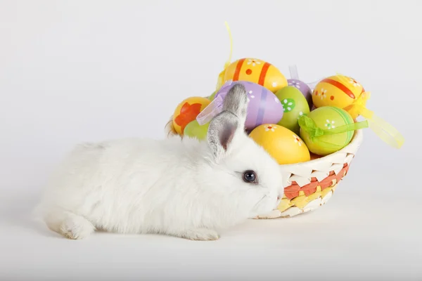 Lapin de Pâques blanc avec œufs peints dans un panier — Photo