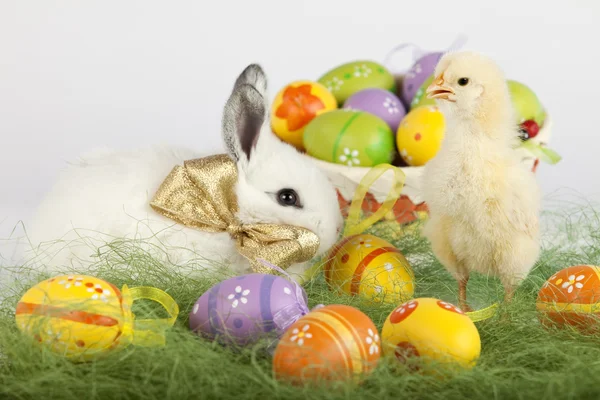 Baby kip staan hoog en wit konijn, omgeven door Pasen — Stockfoto