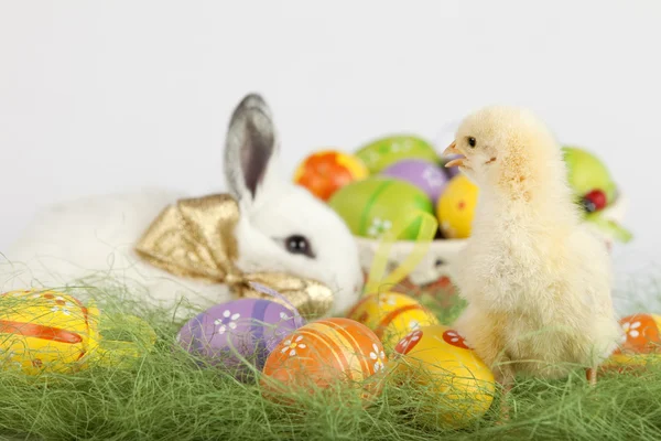 Chichen bébé mignon regardant lapin de Pâques et un panier plein de p — Photo