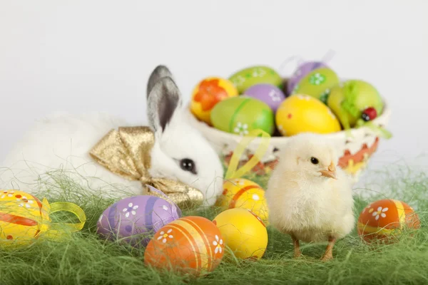 Pequeño pollo bebé sentado junto a un conejito, rodeado de Pascua —  Fotos de Stock