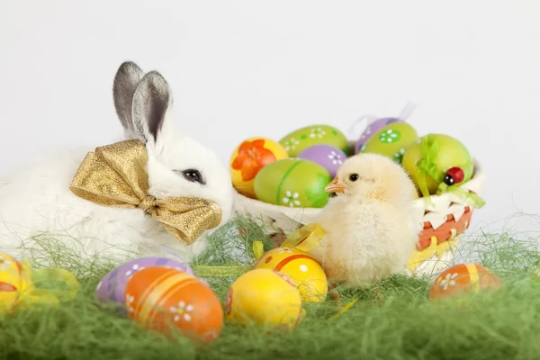 Small baby chicken looking at a cute white rabbit with Easter eg — Stock Photo, Image