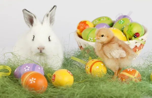 White bunny looking at camera, next to a baby chicken and a bask — Stock Photo, Image