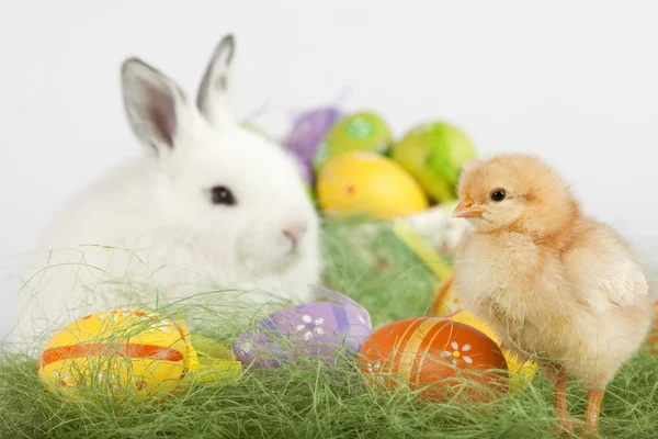 Clear shot of a baby chicken with a bunny and a basket full of E — Stock Photo, Image