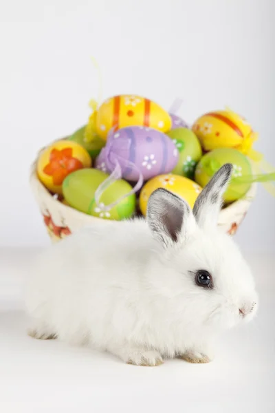 Fluffy Easter bunny with Easter eggs in a basket — Stock Photo, Image