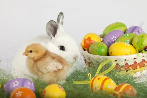 Baby kip en witte bunny samen zitten op gras, naast — Stockfoto