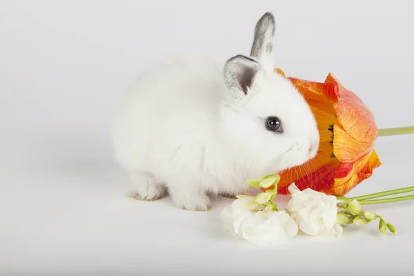 Baby bunny att lukta blommor på grå bakgrund — Stockfoto