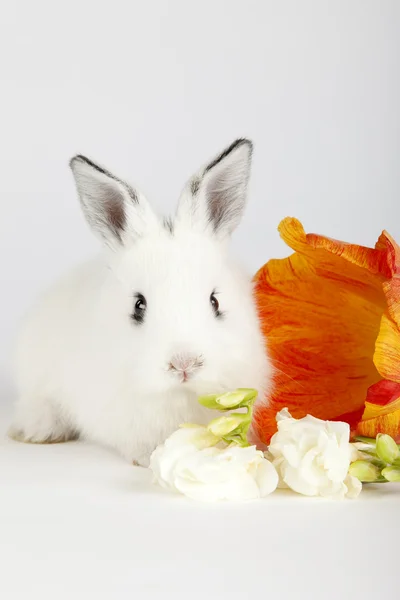 Bílý zajíček sedí vedle květiny — Stock fotografie