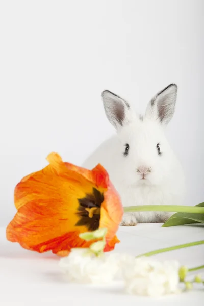 チューリップの後ろに座って長い耳を持つ白いウサギ — ストック写真