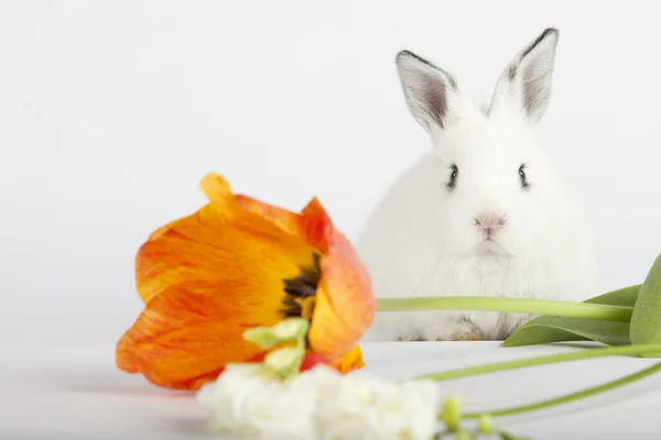 Cute baby bunny with long ears sitting behind a tulip — Stock Photo, Image