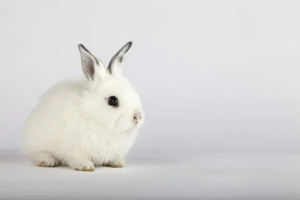 Vita baby kanin — Stockfoto