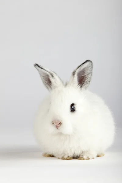 Bílý zajíček sedí na šedém pozadí — Stock fotografie
