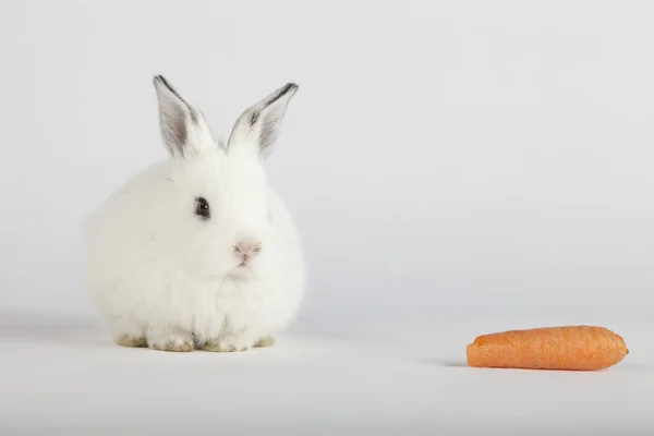 Baby bunny looking at a carot — Stock Photo, Image
