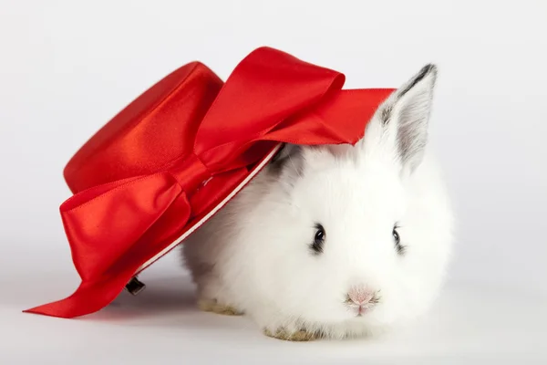 Söt kanin med röd hatt tittar på kameran — Stockfoto