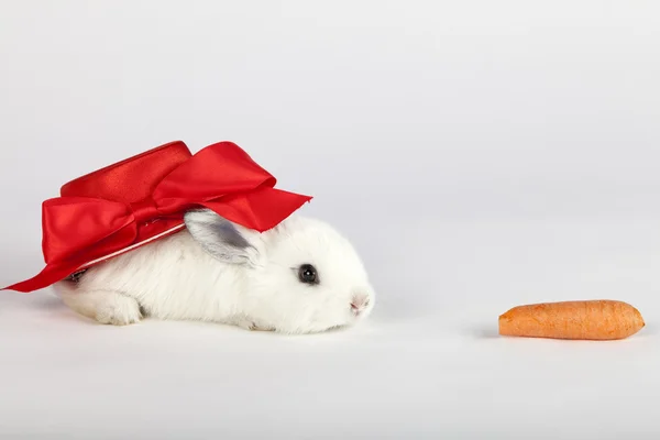 Lindo conejito con sombrero rojo arrastrándose por una zanahoria —  Fotos de Stock