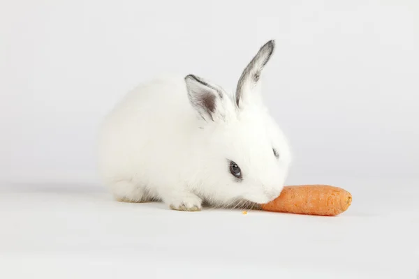 귀여운 토끼 먹는 — 스톡 사진