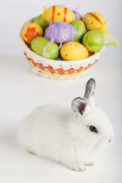 White Easter bunny with painted eggs in a basket — Stock Photo, Image