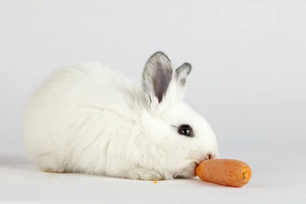 Lapin blanc mordant une carotte — Photo