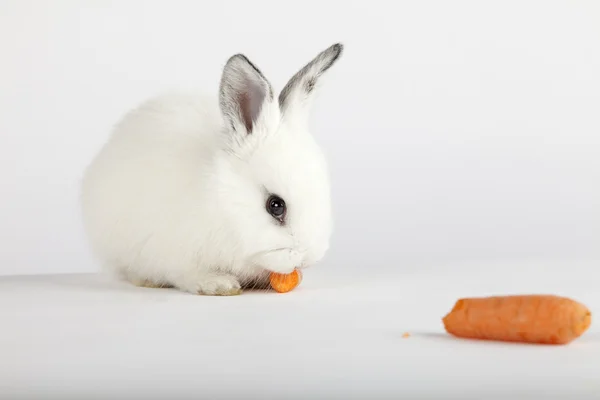 Bílý zajíček jíst mrkev — Stock fotografie