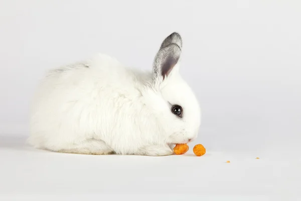 Lindo conejito comiendo zanahorias —  Fotos de Stock