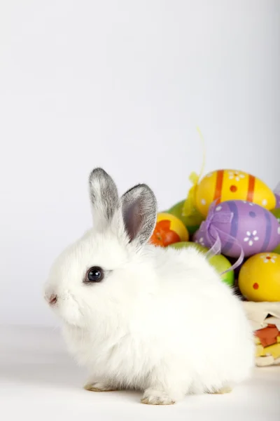 Coniglietto di Pasqua bianco con uova dipinte in un cesto — Foto Stock