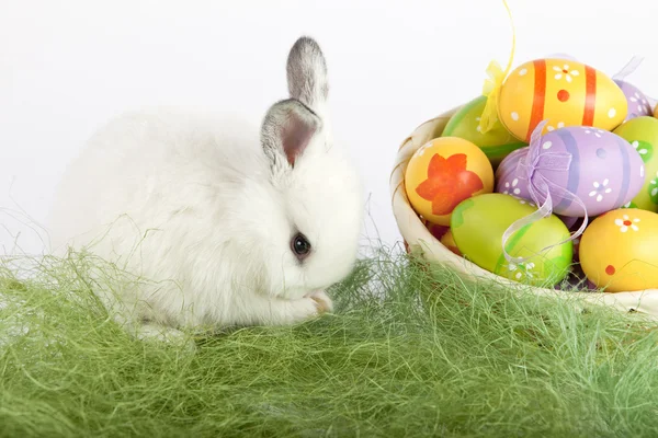 Conejito blanco y una cesta llena de huevos pintados — Foto de Stock