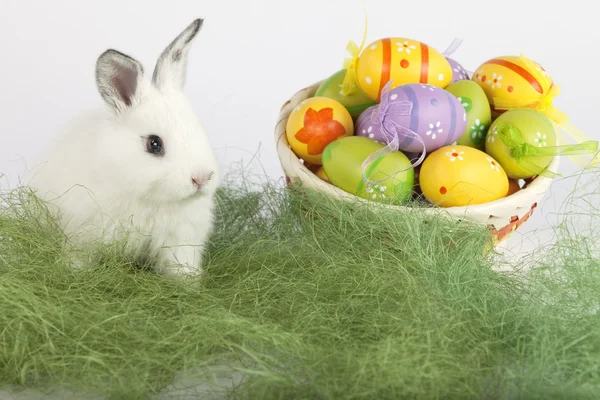Ovos de Páscoa e um coelho bonito na grama — Fotografia de Stock