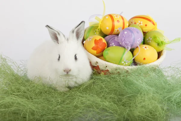 Bonito coelho da Páscoa perto de uma cesta cheia de ovos pintados, olhando para — Fotografia de Stock
