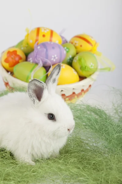 White cute bunny sitting on green grass, in front of a basket fu — Stock Photo, Image
