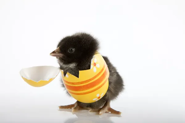 Divertido bebé gallina saliendo de huevo de Pascua — Foto de Stock