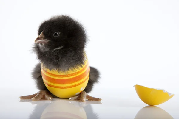 Cute black baby chick in painted eggshell — Stock Photo, Image