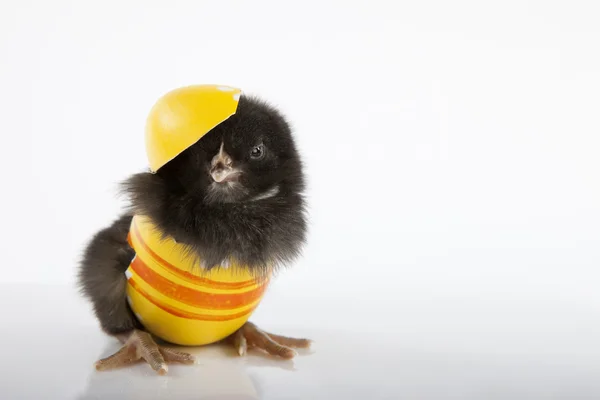 Sarı boyalı yumurta kabuğu siyah tatlı bebek hatun — Stok fotoğraf