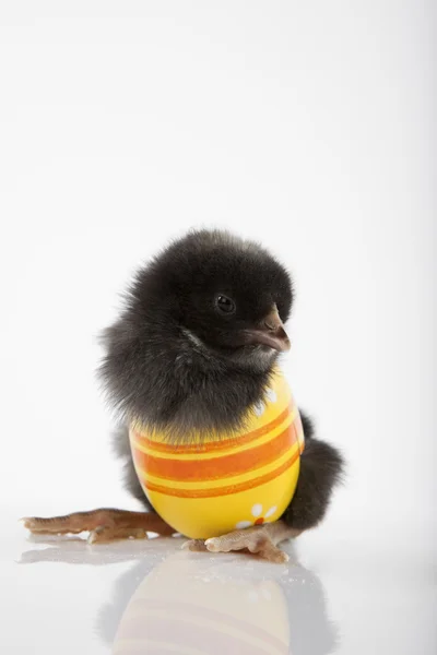 Schwarzes Baby-Huhn in gelb lackierter Eierschale — Stockfoto