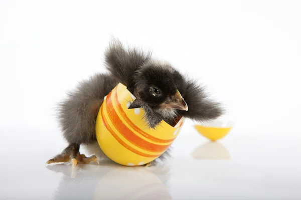 Komik çıplak boyun bebek kız boyalı Paskalya yortusu yumurta — Stok fotoğraf