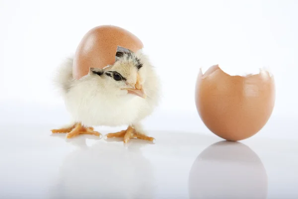 Entzückendes gelbes Baby-Huhn stieg aus einem Ei — Stockfoto