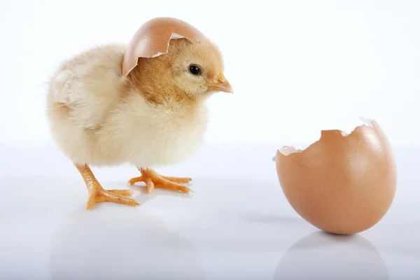 Sarı bebek civciv ve yumurta kabuğu — Stok fotoğraf