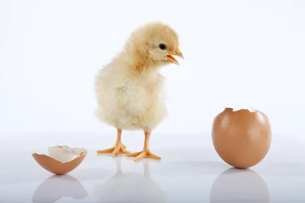 Funny baby chick talking to an empty egg — Stockfoto