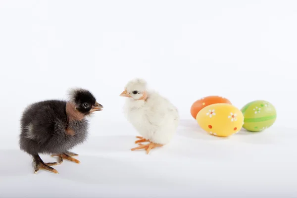 Два цыпленка с покрашенными яйцами — стоковое фото