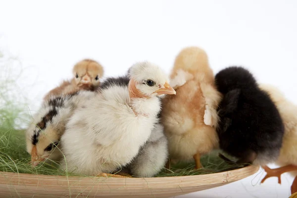 Baby kycklingar står ut i mängden — Stockfoto