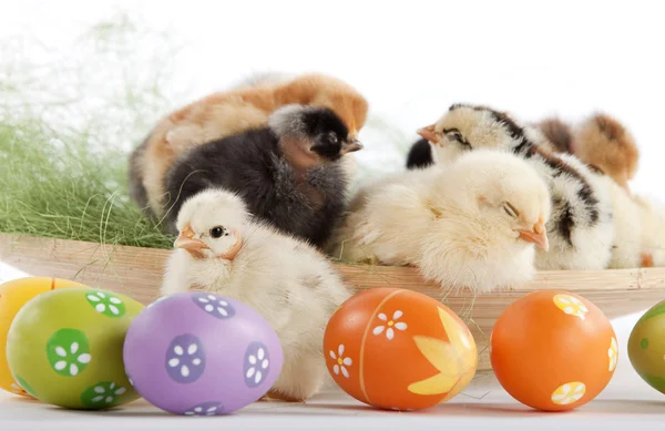 Muchas gallinas bebé cerca de huevos de Pascua — Foto de Stock