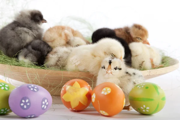 Muitos galinha bebê perto de ovos de Páscoa — Fotografia de Stock
