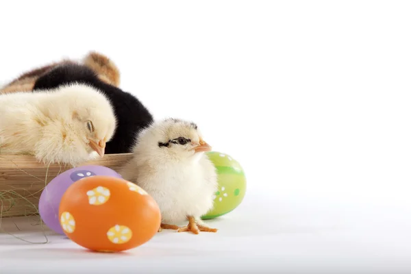 Un poulet bébé mignon à côté des œufs de Pâques — Photo