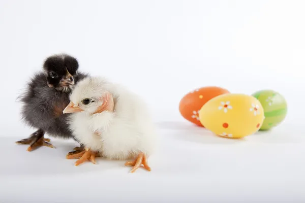 Couple of baby chicks with Easter eggs — Stock Photo, Image