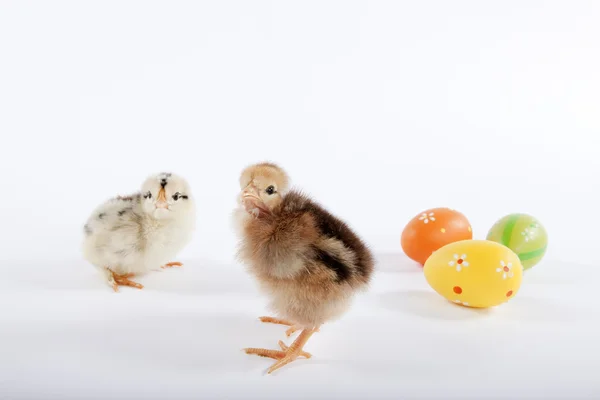 Couple of baby chicks with Easter eggs — Stock Photo, Image