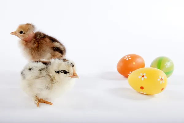 Två söta baby kycklingar — Stockfoto