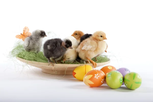 Muitos galinha bebê perto de ovos de Páscoa — Fotografia de Stock