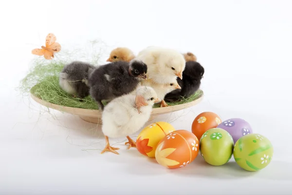 Veel baby kip in de buurt van Pasen eieren — Stockfoto