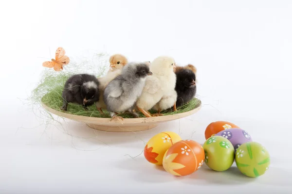 Muchas gallinas bebé cerca de huevos de Pascua —  Fotos de Stock